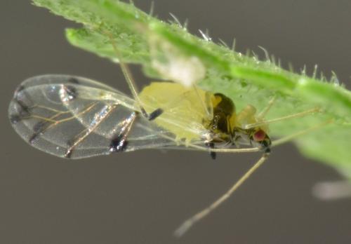 Tinocallis takachioensis